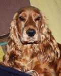 Photo de DOUGGY, Cocker golden